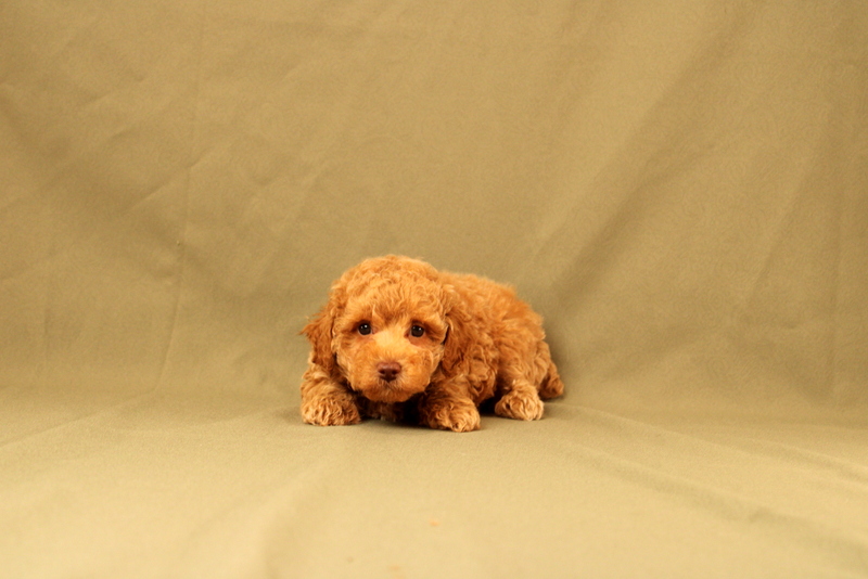 puppy, for, sale, Toy Poodle, Matthew B. Stoltzfus, dog, breeder, Gap, PA, dog-breeder, puppy-for-sale, forsale, nearby, find, puppyfind, locator, puppylocator, aca